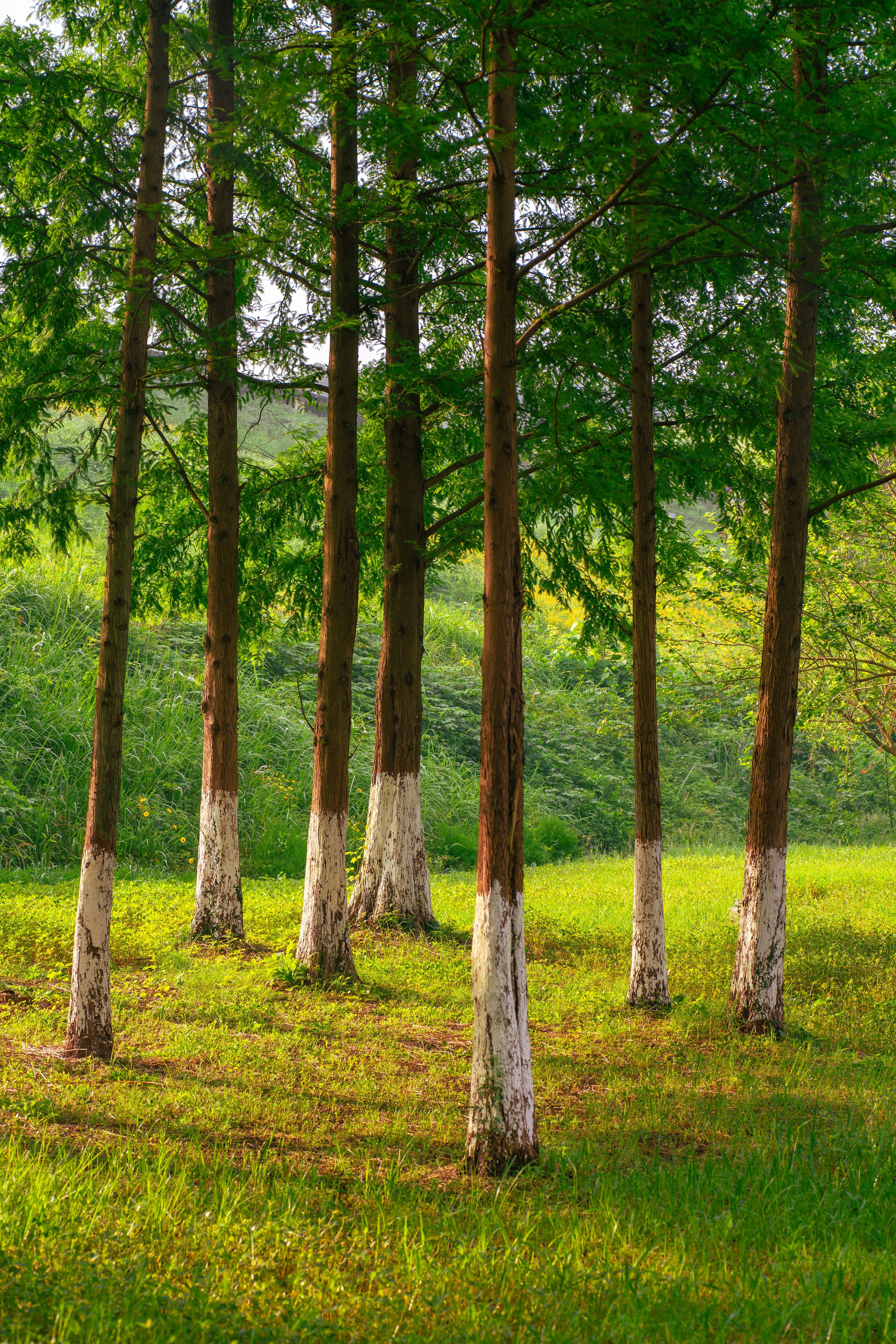 Sustainable Sources